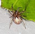 Zygiella_x-notata_F2348_Z_90_Houhora heads_Nieuw-Zeeland